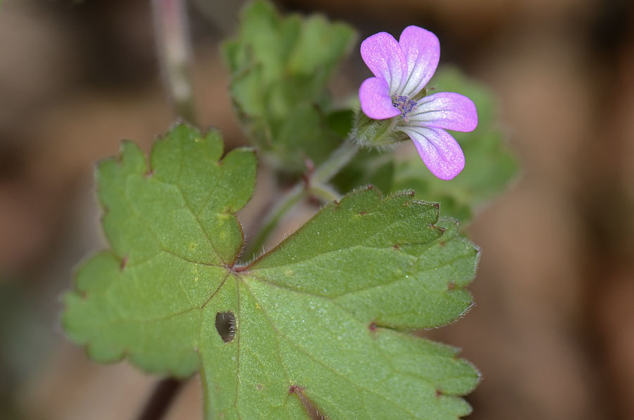 Geranium rotundifolium / Geranio malvaccino
